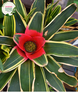Alt text: Close-up photo of a Neoregelia 'Bossa Nova' plant, showcasing its striking rosette of foliage. The tropical bromeliad features broad, arching leaves with vibrant green hues, gradually transitioning to rich burgundy at the center. The image captures the unique and appealing coloration of the Neoregelia 'Bossa Nova,' adding a touch of elegance to its overall appearance.