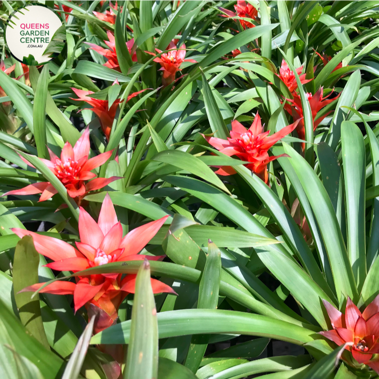 Alt text: Close-up photo of a Neoregelia compacta plant, highlighting its compact rosette of foliage. This tropical bromeliad displays short, broad leaves with a lush green coloration, creating a symmetrical and visually appealing arrangement. The image captures the neat and tidy form of the Neoregelia compacta, making it an attractive addition to indoor or tropical garden settings.