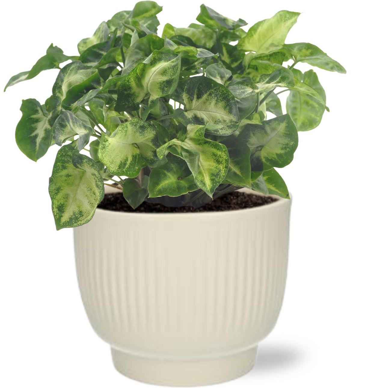 Syngonium Pixie