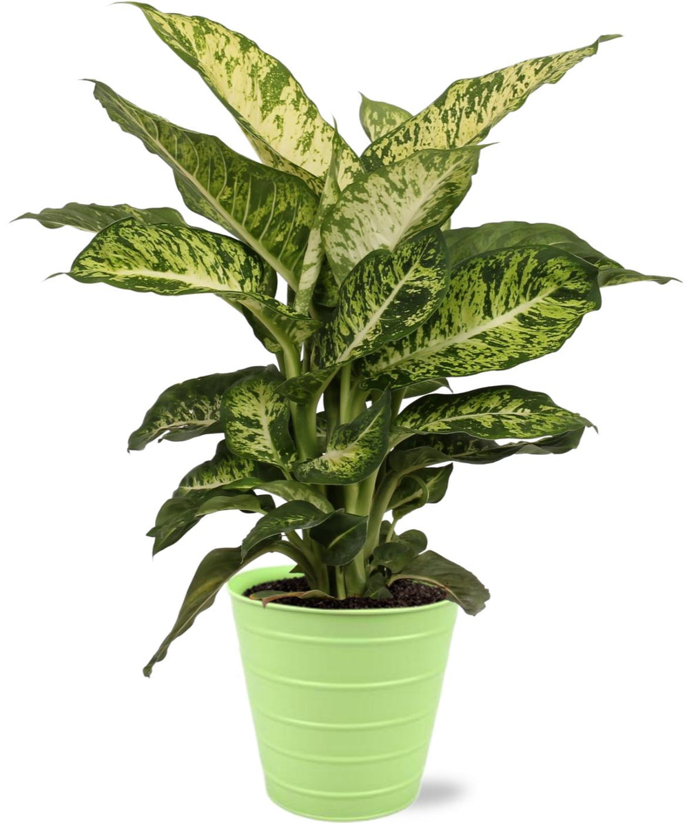 Dieffenbachia Mars