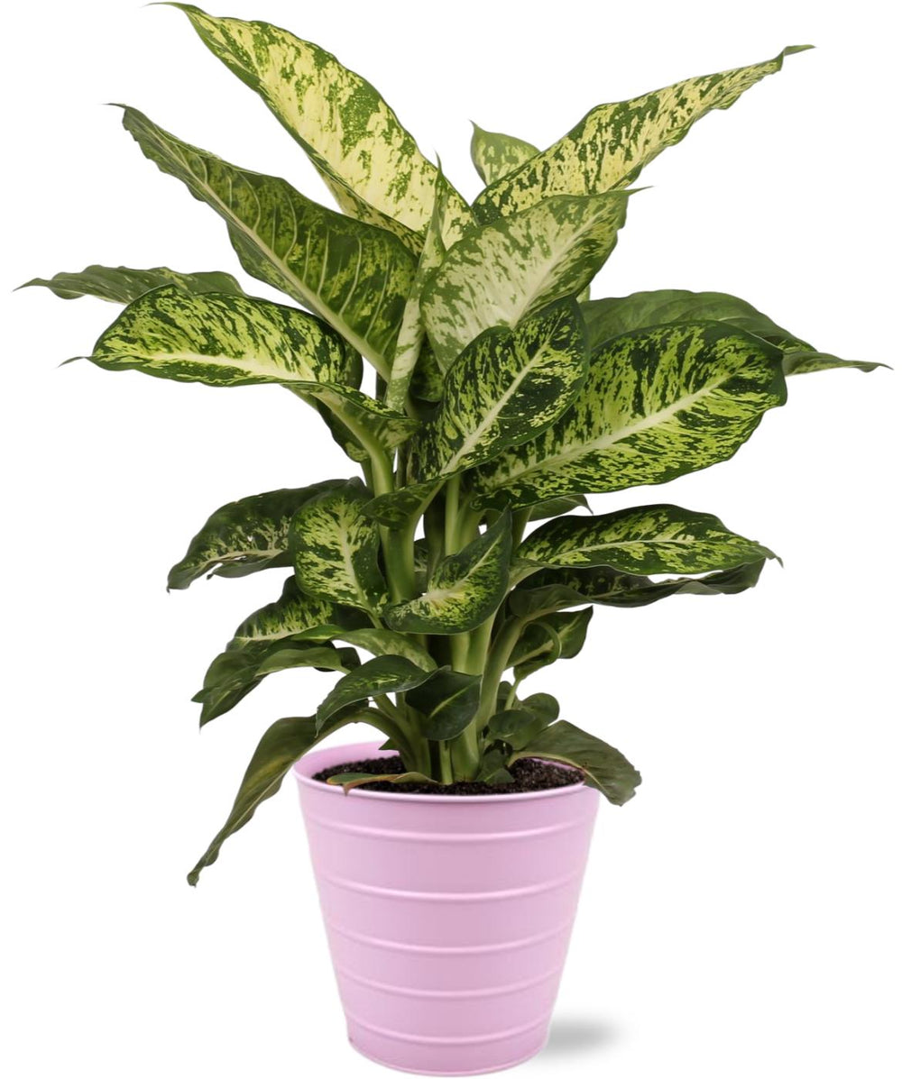 Dieffenbachia Mars