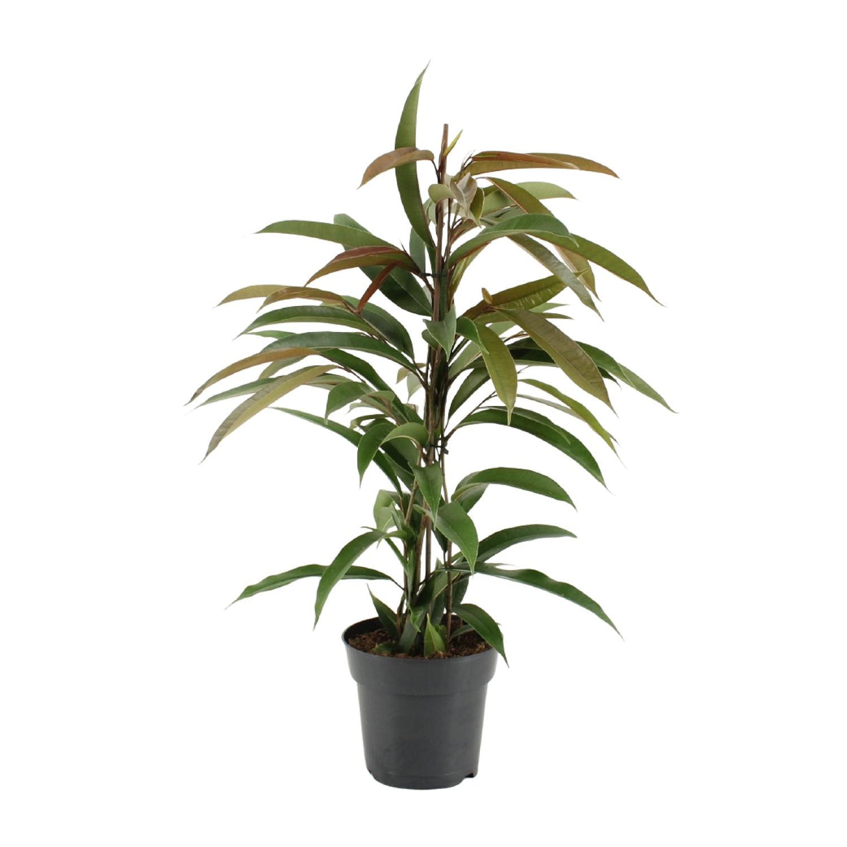 Ficus Binnendijkii Amstel King