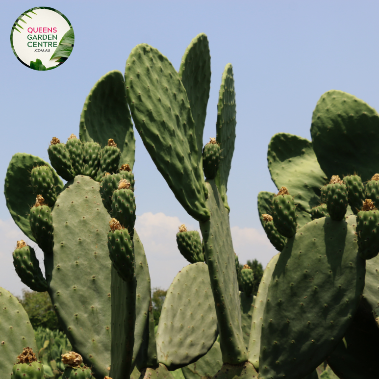 Alt text: Opuntia Burbank Spineless, also called Prickly Pear Cactus, features flat, paddle-shaped stems without spines. Its vibrant green pads contrast against sandy soil or rock gardens. This low-maintenance succulent adds texture and color to desert landscapes or xeriscaped gardens.
