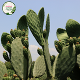 Alt text: Opuntia Burbank Spineless, also called Prickly Pear Cactus, features flat, paddle-shaped stems without spines. Its vibrant green pads contrast against sandy soil or rock gardens. This low-maintenance succulent adds texture and color to desert landscapes or xeriscaped gardens.