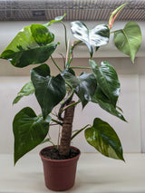 Philodendron 'White Princess'