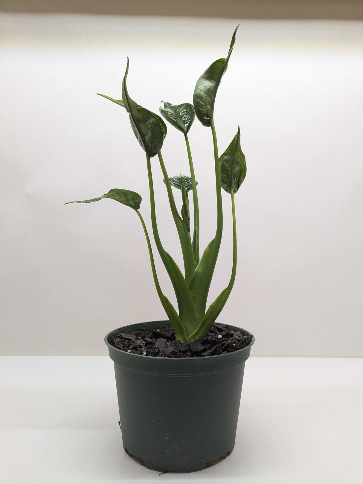 Alocasia 'Tiny Dancer'