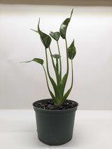 Alocasia 'Tiny Dancer'