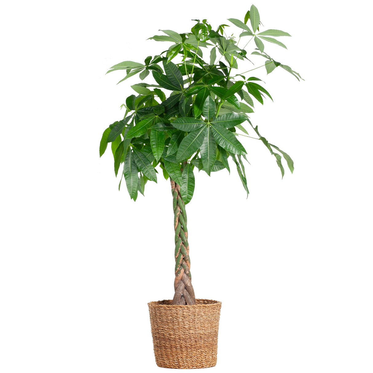 Pachira Aquatica