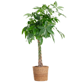 Pachira Aquatica