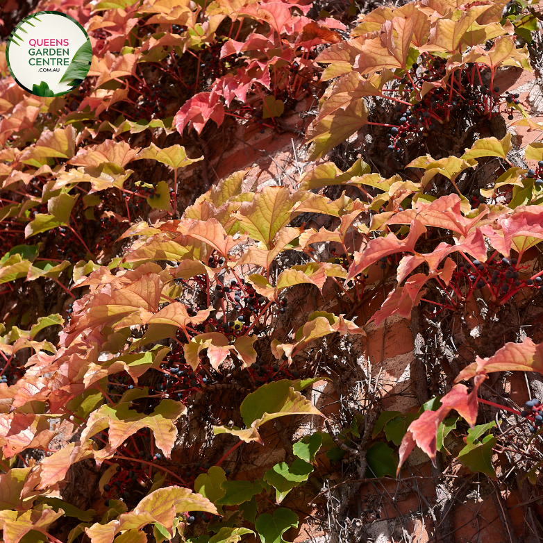 "A captivating image of the Parthenocissus tricuspidata plant, commonly known as Boston Ivy or Japanese Creeper. This deciduous climbing vine is characterized by its deeply lobed, three-pointed leaves that transition through shades of green, turning vibrant red in the fall. In this visual, the vine is seen adorning a structure with its lush foliage. Boston Ivy is valued for its fast growth, ability to provide dense coverage, and its striking seasonal color changes, 