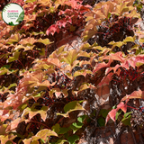 "A captivating image of the Parthenocissus tricuspidata plant, commonly known as Boston Ivy or Japanese Creeper. This deciduous climbing vine is characterized by its deeply lobed, three-pointed leaves that transition through shades of green, turning vibrant red in the fall. In this visual, the vine is seen adorning a structure with its lush foliage. Boston Ivy is valued for its fast growth, ability to provide dense coverage, and its striking seasonal color changes, 