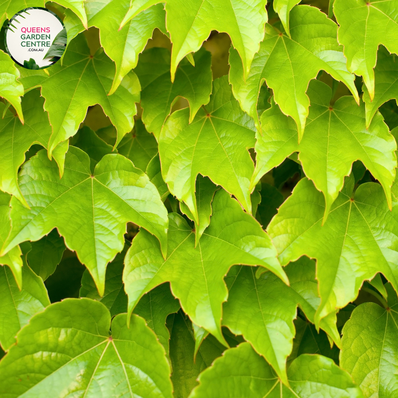 "A captivating image of the Parthenocissus tricuspidata plant, commonly known as Boston Ivy or Japanese Creeper. This deciduous climbing vine is characterized by its deeply lobed, three-pointed leaves that transition through shades of green, turning vibrant red in the fall. In this visual, the vine is seen adorning a structure with its lush foliage. Boston Ivy is valued for its fast growth, ability to provide dense coverage, and its striking seasonal color changes, 