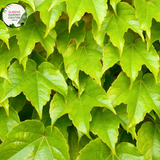 "A captivating image of the Parthenocissus tricuspidata plant, commonly known as Boston Ivy or Japanese Creeper. This deciduous climbing vine is characterized by its deeply lobed, three-pointed leaves that transition through shades of green, turning vibrant red in the fall. In this visual, the vine is seen adorning a structure with its lush foliage. Boston Ivy is valued for its fast growth, ability to provide dense coverage, and its striking seasonal color changes, 