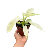 Philodendron 'Florida Ghost'