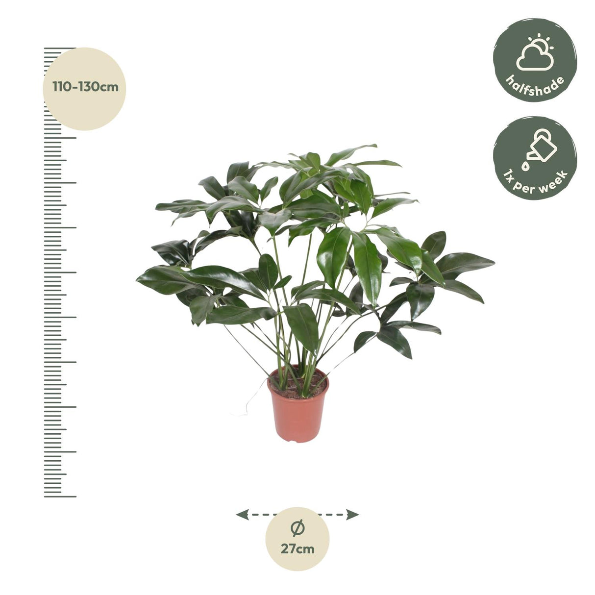 Philodendron Green Wonder