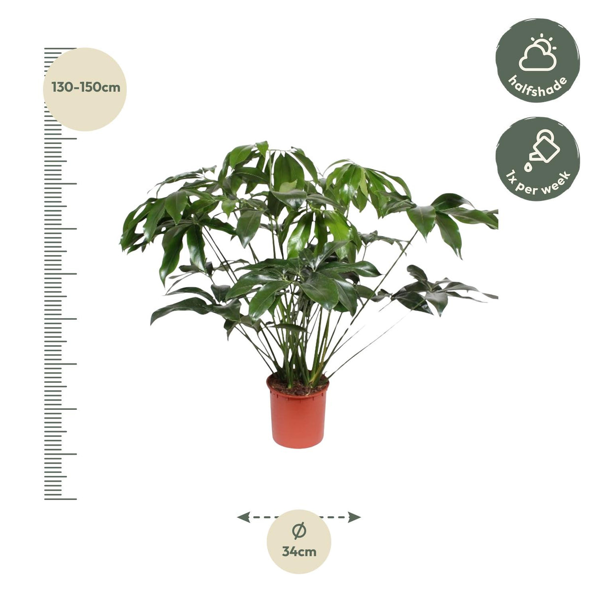 Philodendron Green Wonder