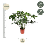 Philodendron Green Wonder