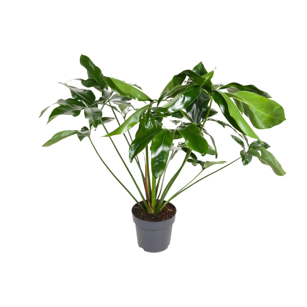 Philodendron Green Wonder