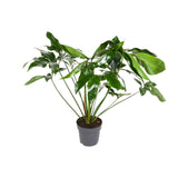 Philodendron Green Wonder