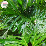 Alt text: Philodendron Selloum Compacta, a tropical houseplant, features glossy green leaves with deeply lobed edges, forming an attractive rosette shape. Its compact growth habit makes it ideal for indoor spaces, adding a touch of lush greenery and tropical charm to any room.
