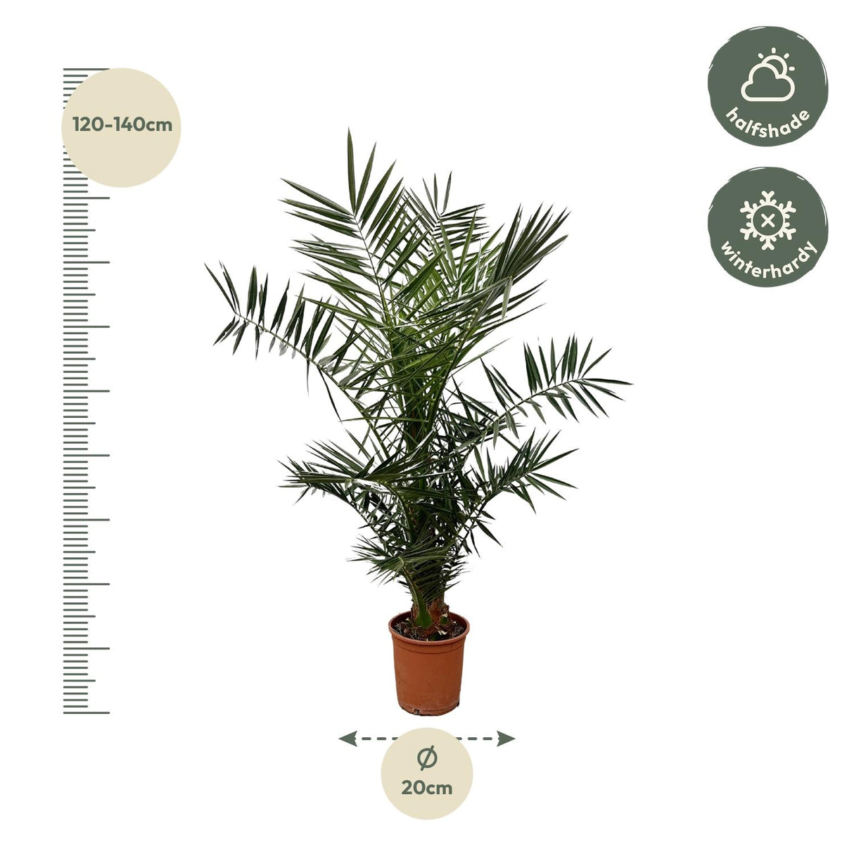 Phoenix Canariensis