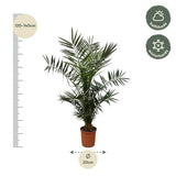 Phoenix Canariensis