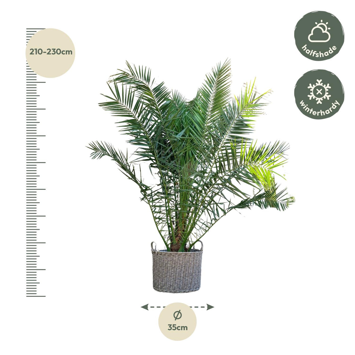 Phoenix Canariensis