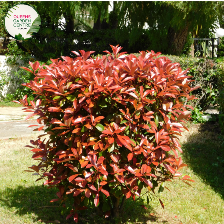 Alt text: Photinia fraseri 'Red Robin,' an evergreen shrub appreciated for its glossy green leaves and vibrant red new growth. This popular landscaping plant adds color and visual interest to gardens and outdoor spaces. The 'Red Robin' variety is known for its striking foliage contrast and is often used as a hedge or ornamental shrub.