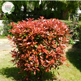 Alt text: Photinia fraseri 'Red Robin,' an evergreen shrub appreciated for its glossy green leaves and vibrant red new growth. This popular landscaping plant adds color and visual interest to gardens and outdoor spaces. The 'Red Robin' variety is known for its striking foliage contrast and is often used as a hedge or ornamental shrub.