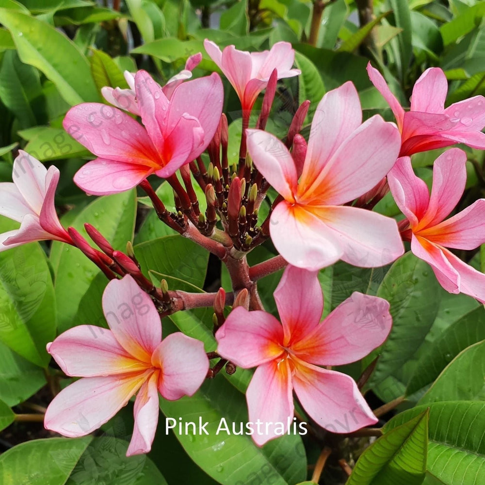 "Close-up of Pink Australis Frangipani: Vibrant pink petals with a hint of coral, adorned with darker pink veins radiating from the center. The petals showcase delicate ripples and folds, adding depth and texture to the flower's appearance. Each petal reflects light, creating a subtle sheen that enhances its beauty. This close-up captures the intricate details and vivid colors of the Pink Australis Frangipani, exuding warmth and charm."