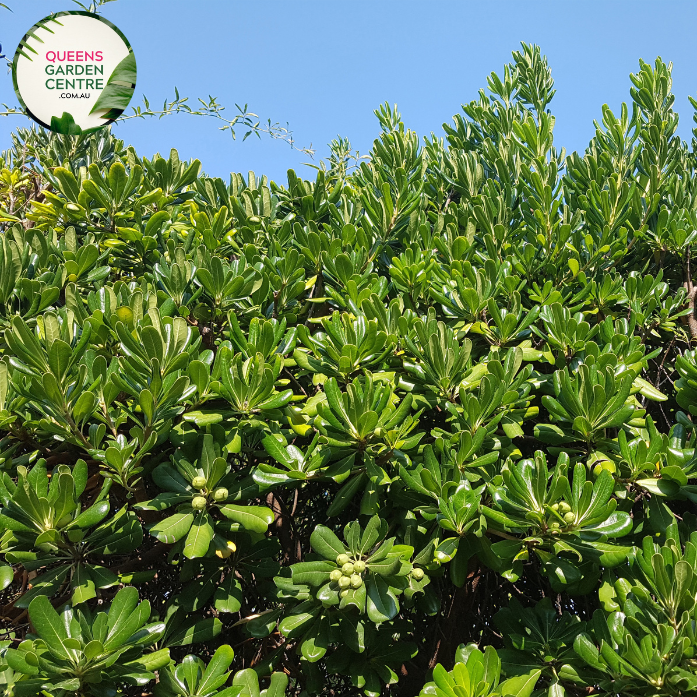 "A close-up view of the Pittosporum 'Miss Muffet' plant, featuring its compact and ornamental characteristics. The evergreen shrub displays small, rounded leaves with a glossy texture and variegated coloring, creating a visually appealing foliage. 'Miss Muffet' is a cultivar of Pittosporum, known for its low, mounding growth habit. The variegated leaves add a touch of interest to the landscape, and the plant's overall form makes it an attractive addition to garden landscapes. 