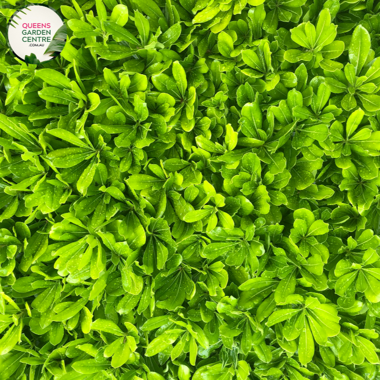 "A close-up view of the Pittosporum 'Miss Muffet' plant, featuring its compact and ornamental characteristics. The evergreen shrub displays small, rounded leaves with a glossy texture and variegated coloring, creating a visually appealing foliage. 'Miss Muffet' is a cultivar of Pittosporum, known for its low, mounding growth habit. The variegated leaves add a touch of interest to the landscape, and the plant's overall form makes it an attractive addition to garden landscapes. 