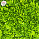 "A close-up view of the Pittosporum 'Miss Muffet' plant, featuring its compact and ornamental characteristics. The evergreen shrub displays small, rounded leaves with a glossy texture and variegated coloring, creating a visually appealing foliage. 'Miss Muffet' is a cultivar of Pittosporum, known for its low, mounding growth habit. The variegated leaves add a touch of interest to the landscape, and the plant's overall form makes it an attractive addition to garden landscapes. 