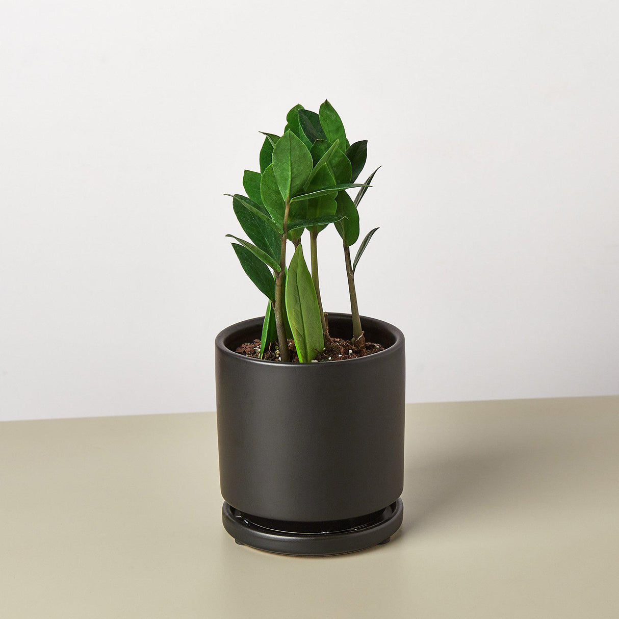 Zamioculcas Zamiifolia 'ZZ' - House Plant Shop