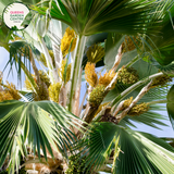Alt text: Pritchardia hillebrandii, commonly known as the loulu palm, is a tropical palm species native to Hawaii. It features large, fan-shaped leaves emerging from a single trunk. The palm is characterized by its attractive green foliage and is often cultivated as an ornamental plant in tropical and subtropical gardens.