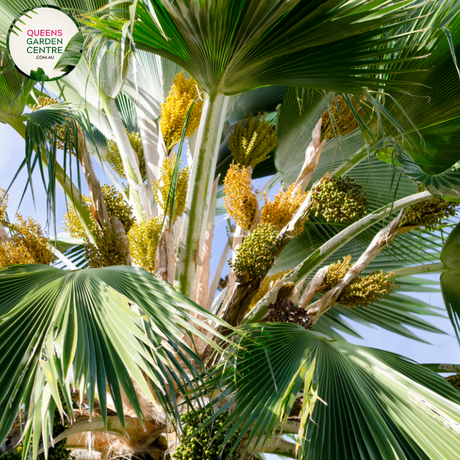 Alt text: Pritchardia hillebrandii, commonly known as the loulu palm, is a tropical palm species native to Hawaii. It features large, fan-shaped leaves emerging from a single trunk. The palm is characterized by its attractive green foliage and is often cultivated as an ornamental plant in tropical and subtropical gardens.