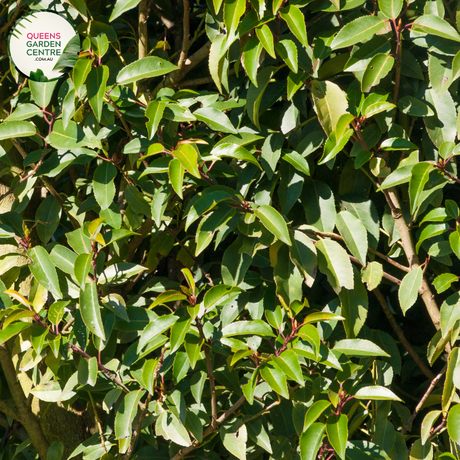 "A graceful image of the Prunus lusitanica plant, commonly known as Portuguese Laurel. This evergreen shrub features glossy, dark green leaves arranged in dense clusters, creating a lush and compact appearance. In this visual, the shrub is adorned with small, fragrant white flowers. Portuguese Laurel is valued for its versatility as a hedge or specimen plant, adding an elegant and formal touch to garden landscapes. The image captures the beauty and vibrancy of Prunus lusitanica, 