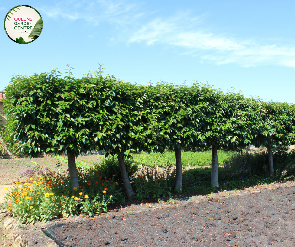 "A graceful image of the Prunus lusitanica plant, commonly known as Portuguese Laurel. This evergreen shrub features glossy, dark green leaves arranged in dense clusters, creating a lush and compact appearance. In this visual, the shrub is adorned with small, fragrant white flowers. Portuguese Laurel is valued for its versatility as a hedge or specimen plant, adding an elegant and formal touch to garden landscapes. The image captures the beauty and vibrancy of Prunus lusitanica, 