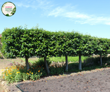 "A graceful image of the Prunus lusitanica plant, commonly known as Portuguese Laurel. This evergreen shrub features glossy, dark green leaves arranged in dense clusters, creating a lush and compact appearance. In this visual, the shrub is adorned with small, fragrant white flowers. Portuguese Laurel is valued for its versatility as a hedge or specimen plant, adding an elegant and formal touch to garden landscapes. The image captures the beauty and vibrancy of Prunus lusitanica, 