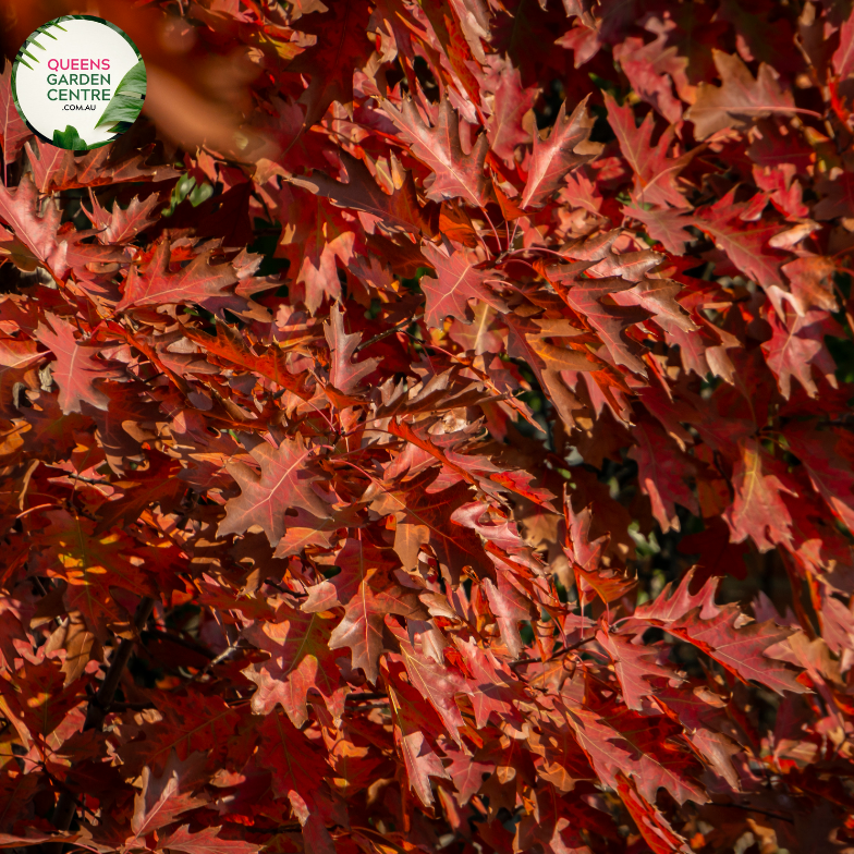 "A captivating image of the Quercus palustris plant, commonly known as the Pin Oak. This deciduous tree showcases a pyramidal form with deeply lobed, glossy green leaves. In this visual, the tree's foliage provides a lush and dense canopy. Pin Oak is revered for its ornamental appeal, and its leaves turn a rich red or russet color in the fall. The image captures the stately presence and vibrant greenery of Quercus palustris, making it an attractive and majestic addition to garden landscapes."