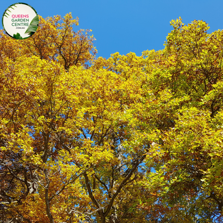 Alt text: Quercus robur, the English Oak Tree, known for its stately presence and deeply lobed green leaves. This deciduous tree is a symbol of strength and longevity, adding a touch of natural grandeur to landscapes. It is a cherished species with cultural significance and ecological value.