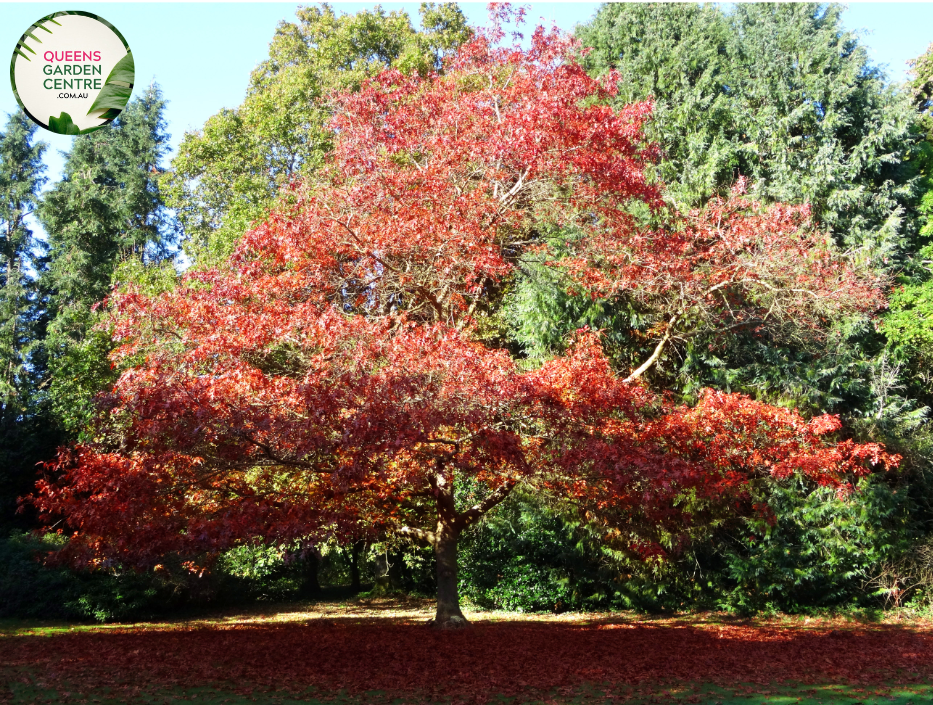 "A majestic image of the Quercus rubra plant, commonly known as the Northern Red Oak. This deciduous tree features a symmetrical and broad canopy with deeply lobed, vibrant green leaves. In this visual, the tree's foliage creates a lush and dense crown. Northern Red Oak is celebrated for its impressive size, ornamental value, and its leaves that turn a brilliant red in the fall. The image captures the regal stature and vibrant greenery of Quercus rubra, 