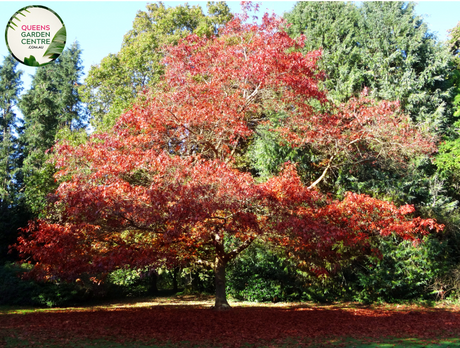 "A majestic image of the Quercus rubra plant, commonly known as the Northern Red Oak. This deciduous tree features a symmetrical and broad canopy with deeply lobed, vibrant green leaves. In this visual, the tree's foliage creates a lush and dense crown. Northern Red Oak is celebrated for its impressive size, ornamental value, and its leaves that turn a brilliant red in the fall. The image captures the regal stature and vibrant greenery of Quercus rubra, 