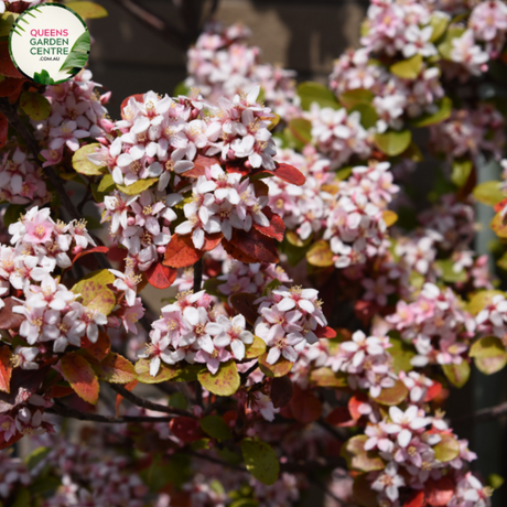 "A delightful image featuring the Raphiolepis 'Oriental Pearl' plant, showcasing its ornamental characteristics. This evergreen shrub displays glossy, dark green leaves and is adorned with clusters of small, pearl-white flowers. The dense and compact growth habit creates a visually appealing form. 'Oriental Pearl' is a cultivar of Raphiolepis, known for its versatility and attractive foliage. 
