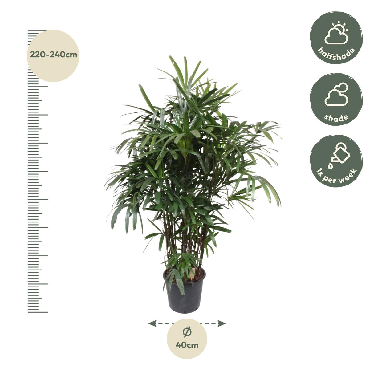 Rhapis Excelsa