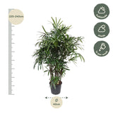 Rhapis Excelsa