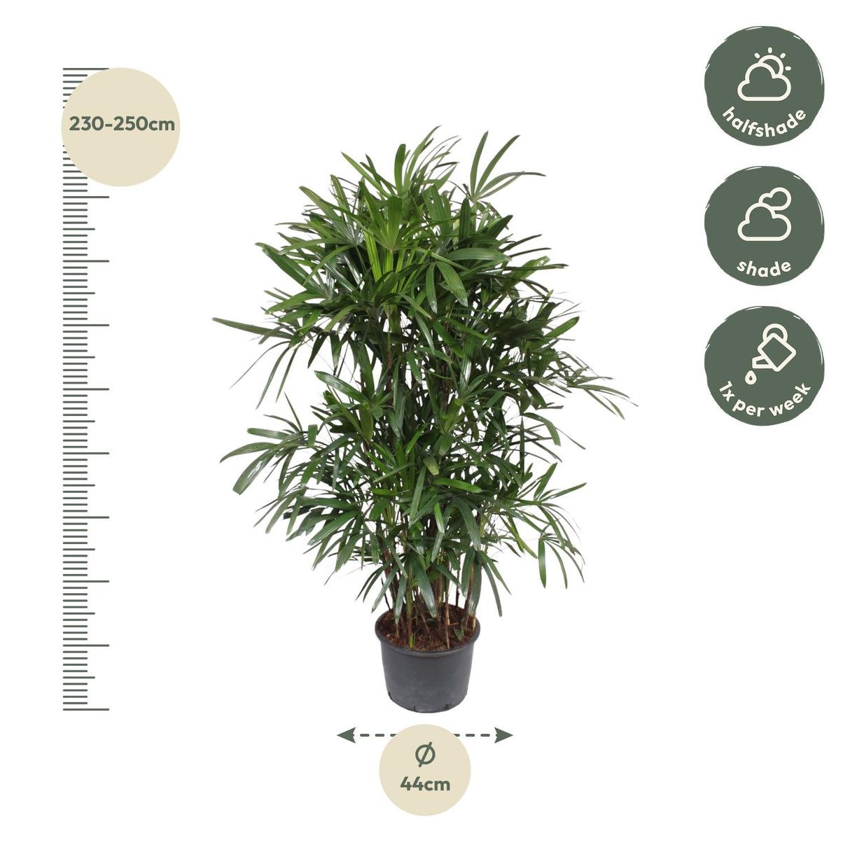 Rhapis Excelsa