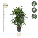 Rhapis Excelsa