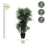 Rhapis Excelsa
