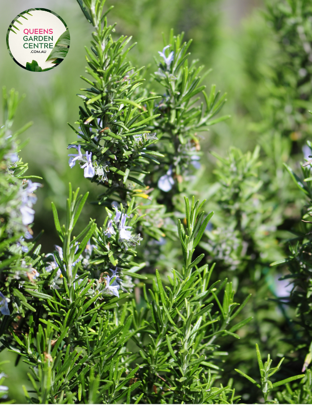  "A close-up view of the Rosemary 'Chef's Choice' plant, showcasing its aromatic and culinary attributes. The evergreen herb features needle-like leaves with a rich green color and a compact, upright growth habit. 'Chef's Choice' is a cultivar of rosemary, prized for its flavorful and fragrant leaves, making it a popular choice in culinary applications. This image captures the beauty and functionality of the plant, 